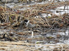 Sivspurv (Emberiza schoeniclus)