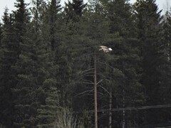 Havørn (Haliaeetus albicilla)