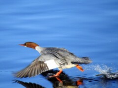 Laksand (Mergus merganser)