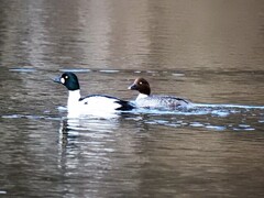 Kvinand (Bucephala clangula)