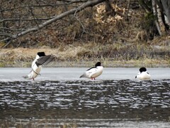 Goosander (Mergus merganser)