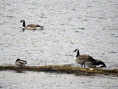 Canada Goose (Branta canadensis)
