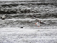 Greylag Goose (Anser anser)