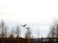 Canada Goose (Branta canadensis)