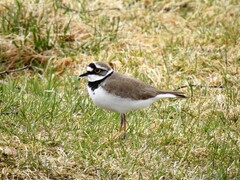 Little Ringed Plover (Charadrius dubius)