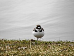 Little Ringed Plover (Charadrius dubius)