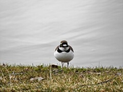 Dverglo (Charadrius dubius)