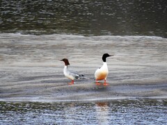 Goosander (Mergus merganser)