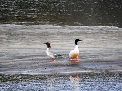 Laksand (Mergus merganser)