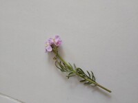 Engkarse (Cardamine pratensis)