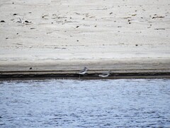 Common Greenshank (Tringa nebularia)