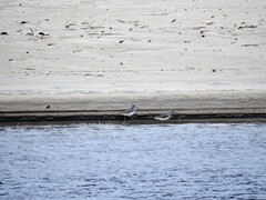 Gluttsnipe (Tringa nebularia)