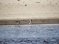 Common Greenshank (Tringa nebularia)