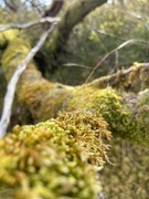 Moser (Bryophytes)