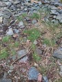 Stor fjærekoll (Armeria maritima subsp. elongata)