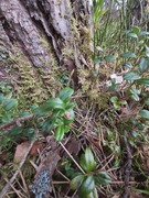 Cowberry (Vaccinium vitis-idaea)