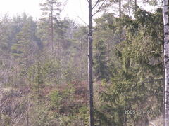 Black Woodpecker (Dryocopus martius)