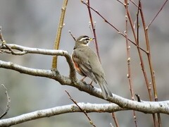 Rødvingetrost (Turdus iliacus)