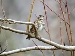 Rødvingetrost (Turdus iliacus)