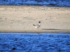 Goosander (Mergus merganser)