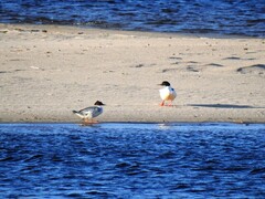 Goosander (Mergus merganser)