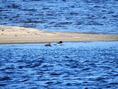 Goosander (Mergus merganser)
