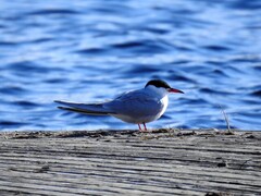 Common Tern (Sterna hirundo)