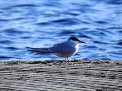 Makrellterne (Sterna hirundo)