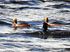 Horndykker (Podiceps auritus)