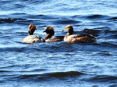 Horndykker (Podiceps auritus)