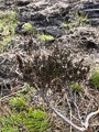 Røsslyng (Calluna vulgaris)