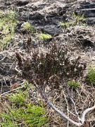 Røsslyng (Calluna vulgaris)