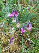 Knollerteknapp (Lathyrus linifolius)