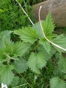 Brennesle (Urtica dioica subsp. dioica)