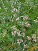 Smalkjempe (Plantago lanceolata)