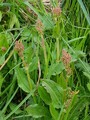 Engsyre (Rumex acetosa)