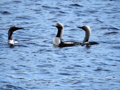 Storlom (Gavia arctica)