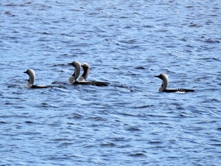 Storlom (Gavia arctica)