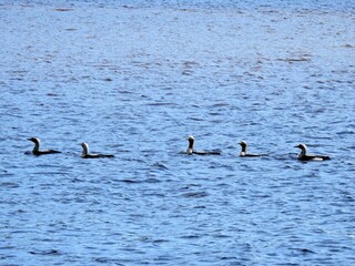 Storlom (Gavia arctica)