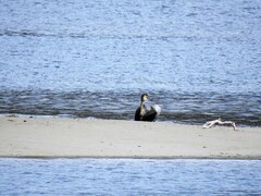 Great Cormorant (Phalacrocorax carbo)