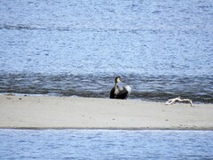 Storskarv (Phalacrocorax carbo)