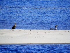 Great Cormorant (Phalacrocorax carbo)