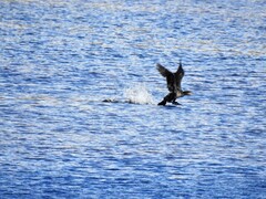 Great Cormorant (Phalacrocorax carbo)
