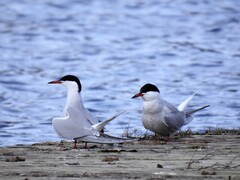 Common Tern (Sterna hirundo)
