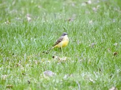 Yellow Wagtail (Motacilla flava)