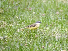Yellow Wagtail (Motacilla flava)