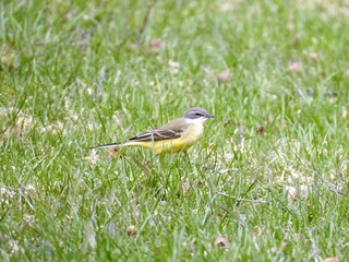 Gulerle (Motacilla flava)