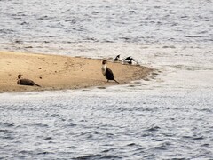 Great Cormorant (Phalacrocorax carbo)