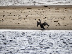 Great Cormorant (Phalacrocorax carbo)