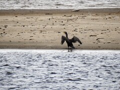 Storskarv (Phalacrocorax carbo)